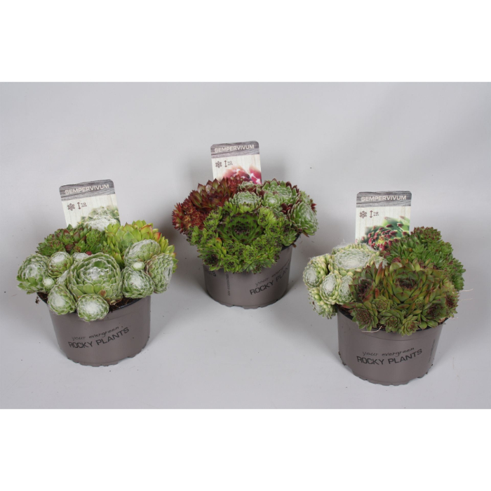 sempervivum-trio-14cm