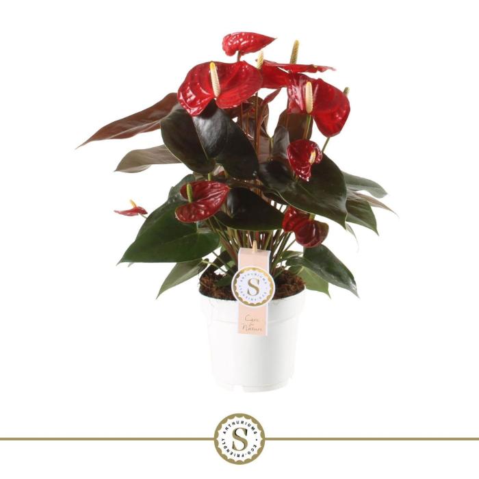 anthurium-champion-coral