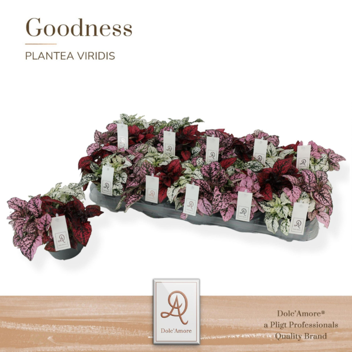 hypoestes-trio-12cm