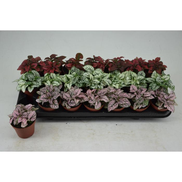 hypoestes-mix-508x10cm