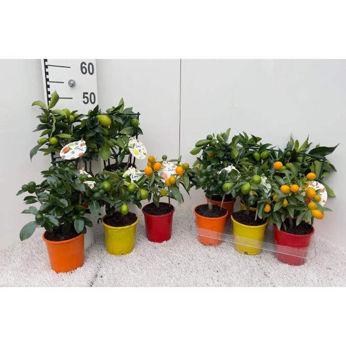 citrus-microcarpa-mix-on-stem