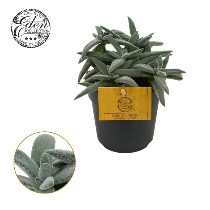crassula-tenelli