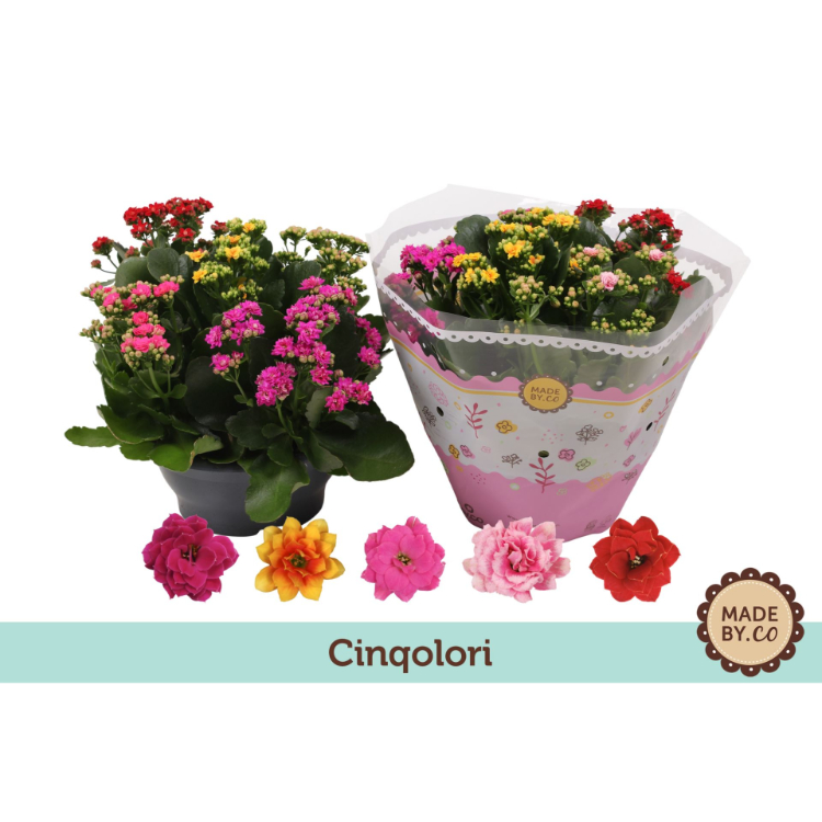 flaming-katy-23cm-pot-kalanachoe-