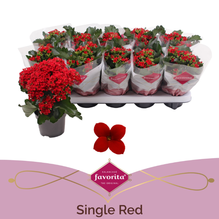kalanchoe-single-red-10-5cm
