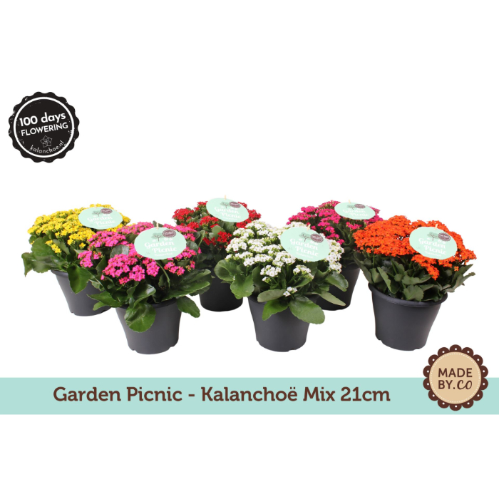 kalanchoe-garden-picnic-mix