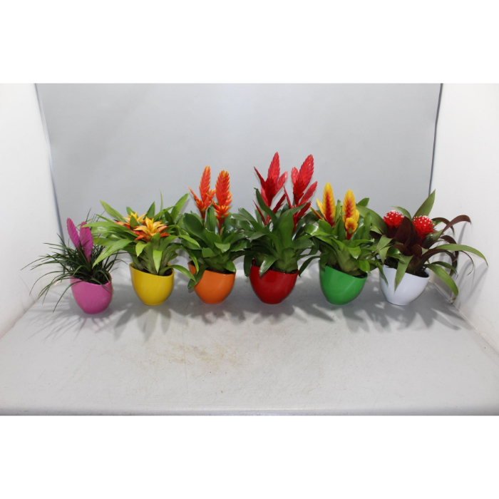 arr-bromelia-tw-coupe-borabora