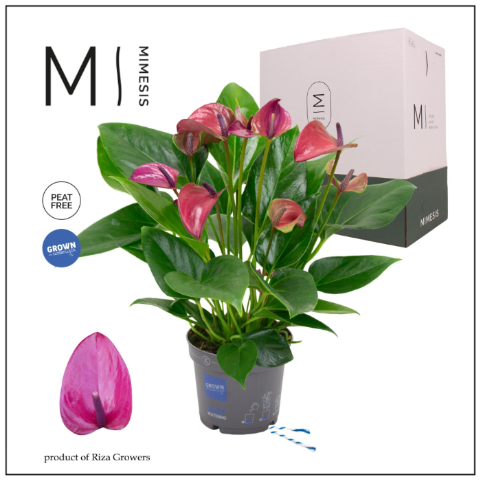 anthurium-karma-purple-eco-box