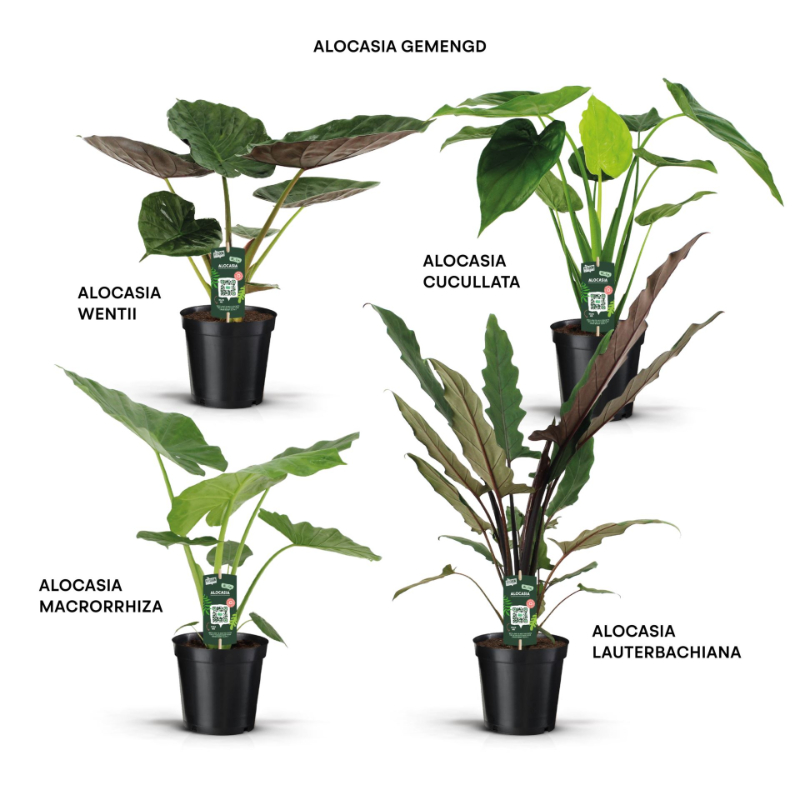 alocasia-mix-15x50