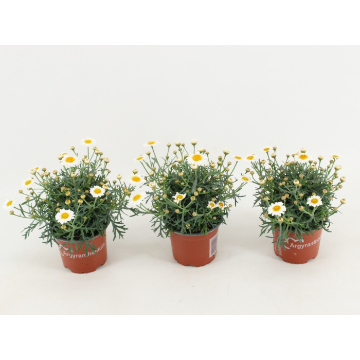 argyranthemum-la-rita-white