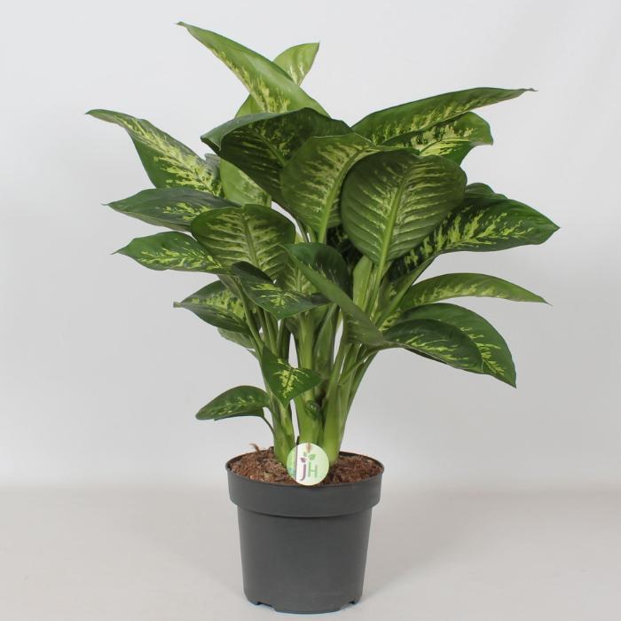 dieffenbachia-reeva-24x75