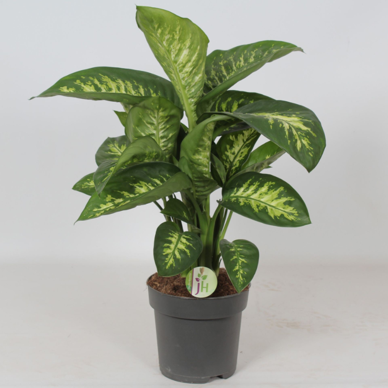 dieffenbachia-reeva