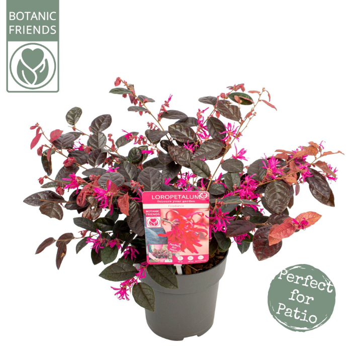 loropetalum-chi-fire-dance