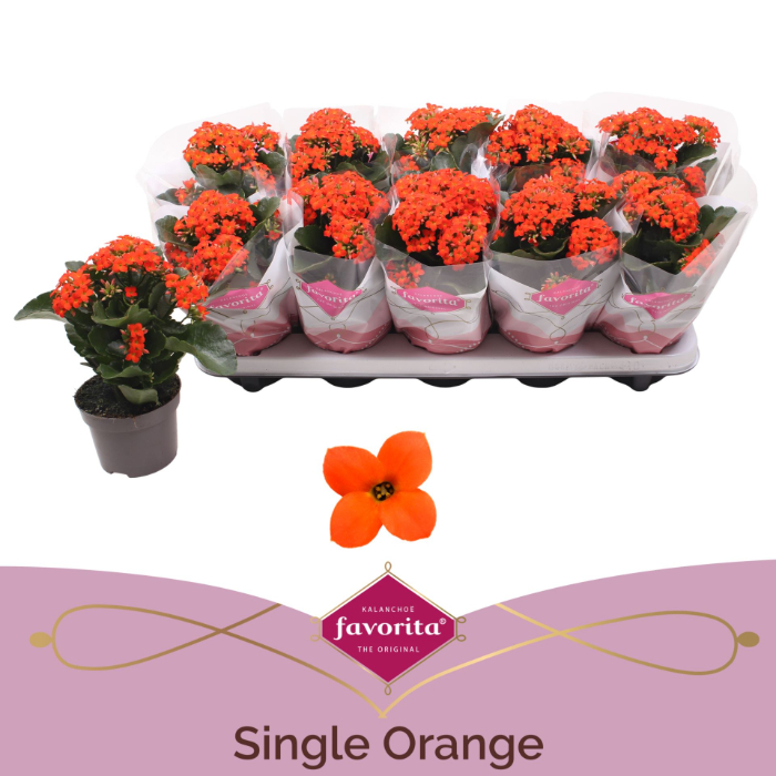 kalanchoe-single-orange-10-5cm