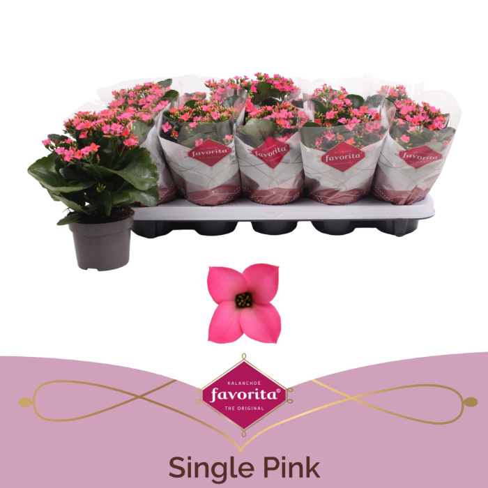 kalanchoe-single-pink-10-5cm