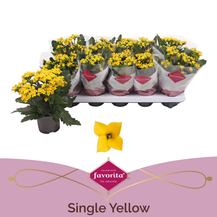 kalanchoe-single-yellow-10-5cm