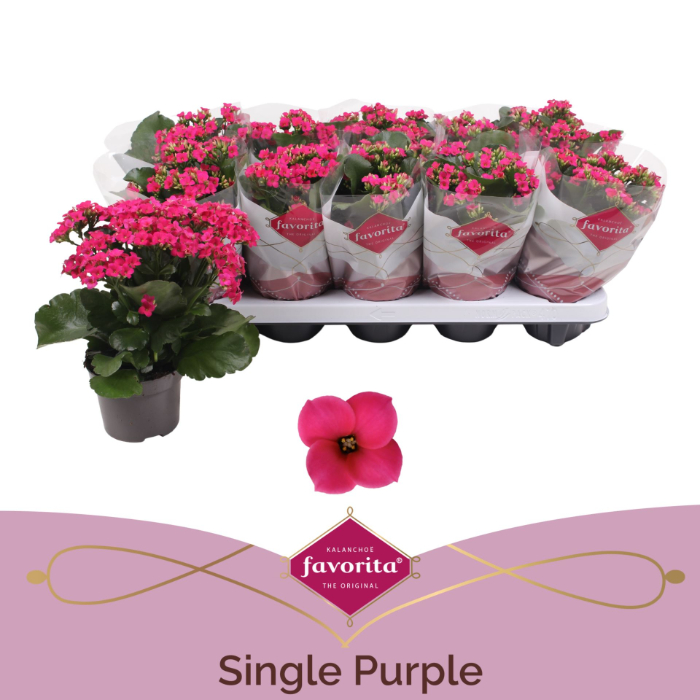 kalanchoe-single-purple-10-5cm