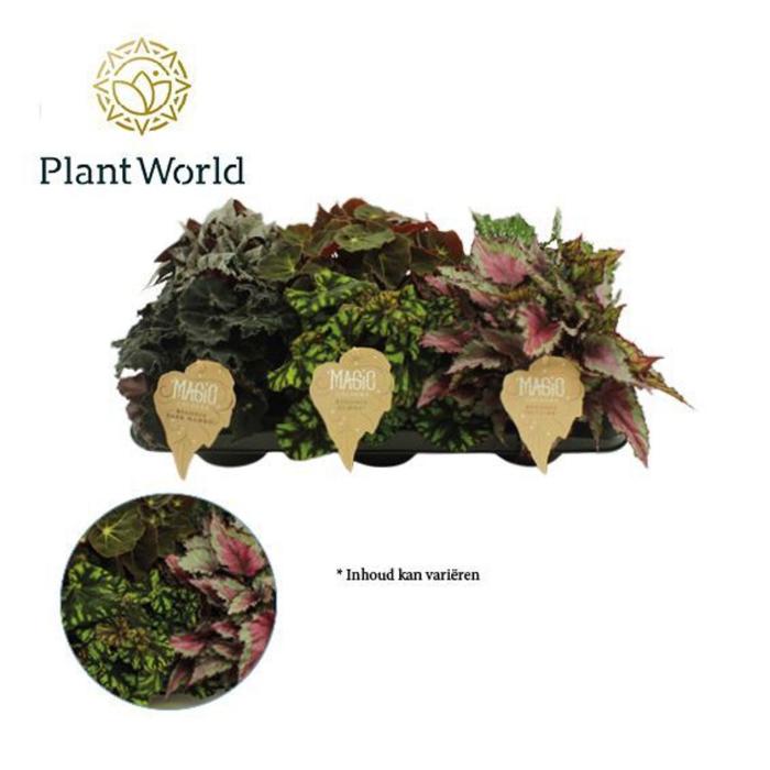 begonia-rex-mix-magic-colours