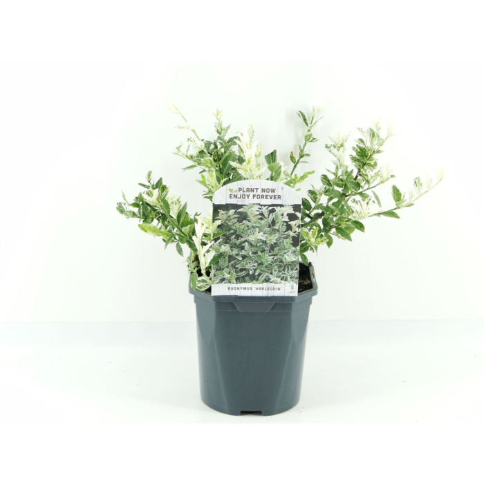 euonymus-for-harlequin-2lt
