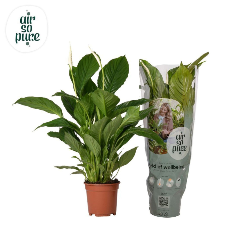 spathiphyllum-vivaldi