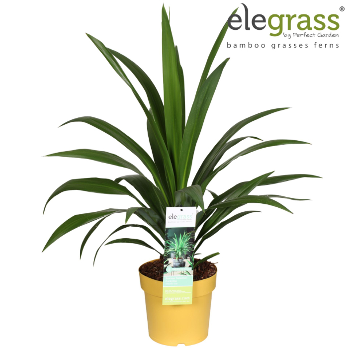 cordyline-emerald-star-23cm