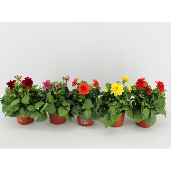 dahlia-dahlietta-mix