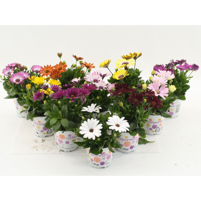 osteospermum-mix-shelf
