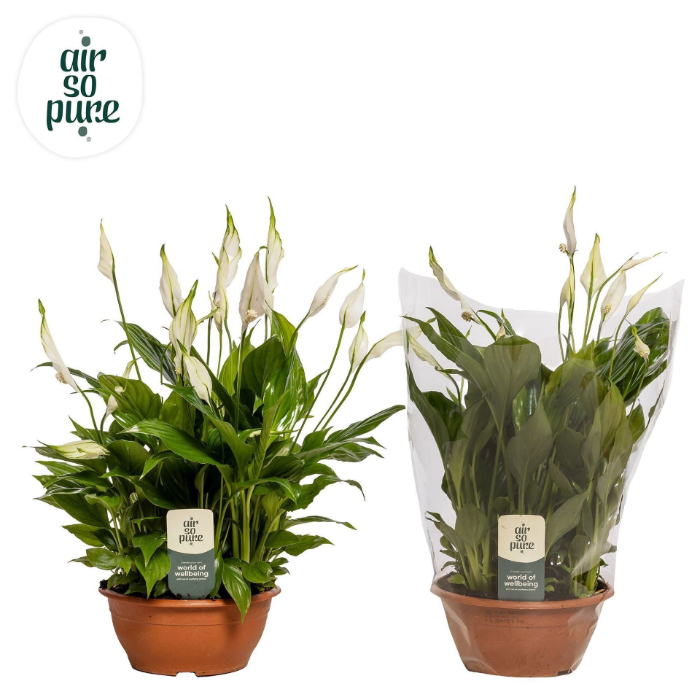 peace-lily-chopin-bowl-17cm-spathiphyllum-