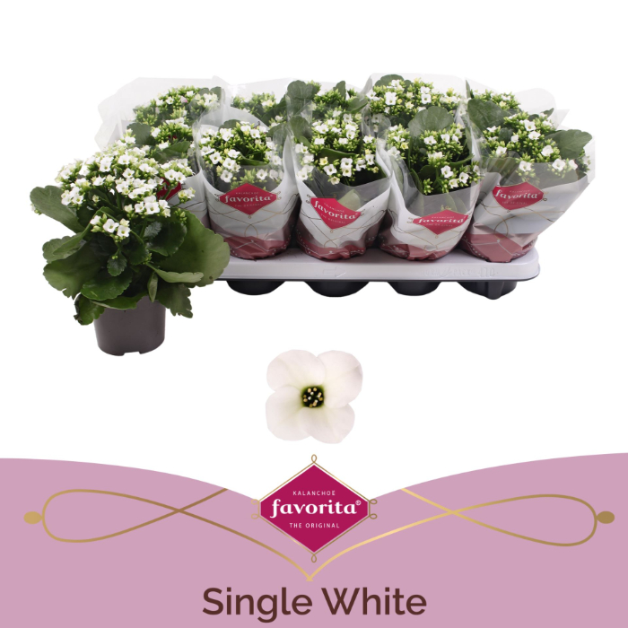 kalanchoe-single-white-10-5cm