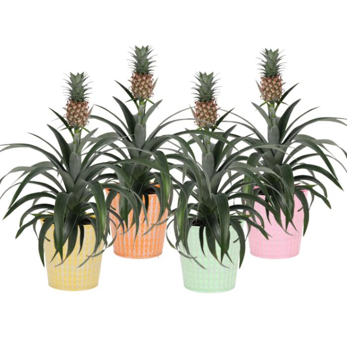 ananas-mi-amigo-tw-orlando