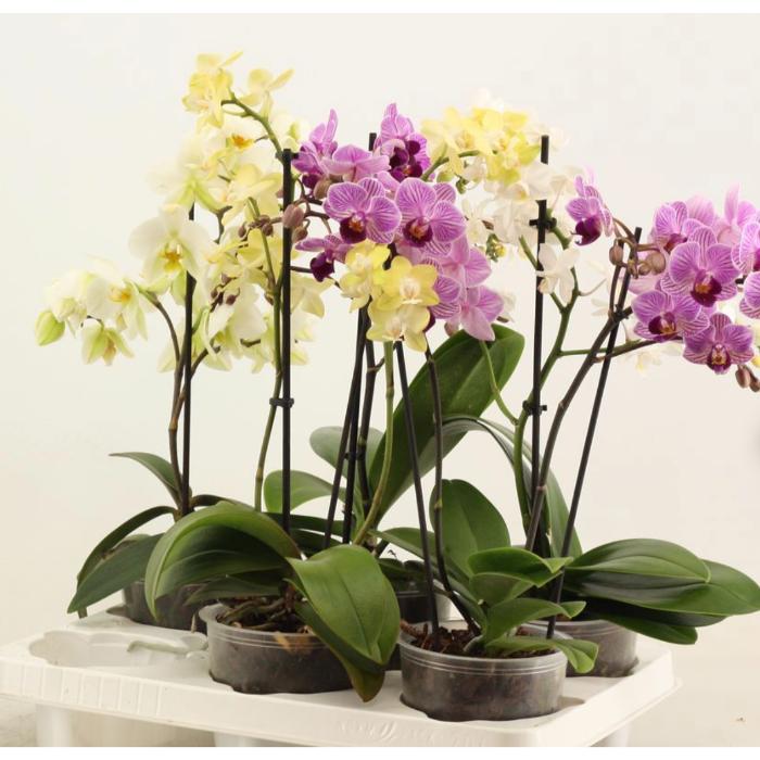 phal-mult-mix-1-branch-mix-kolibri-without-sleeve-in-box