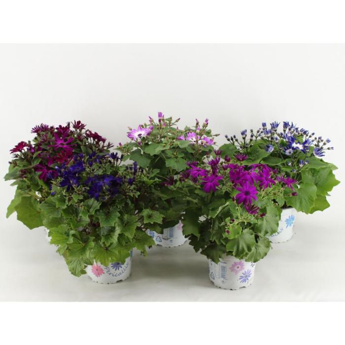 cineraria-senetti-mix-pericallis-15cm