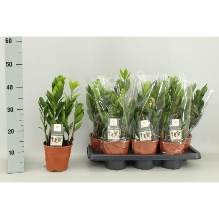 zamioculcas-zamiifolia-4-feathers-14x45cm