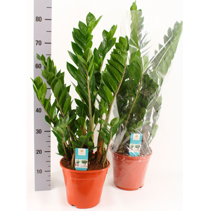 zamioculcas-zamiifolia-8-feathers