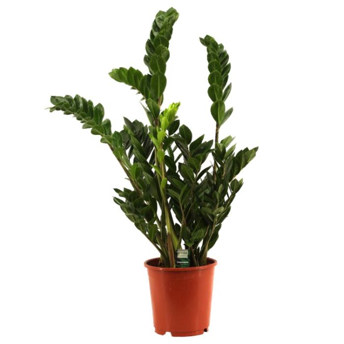 zamioculcas-zamiifolia