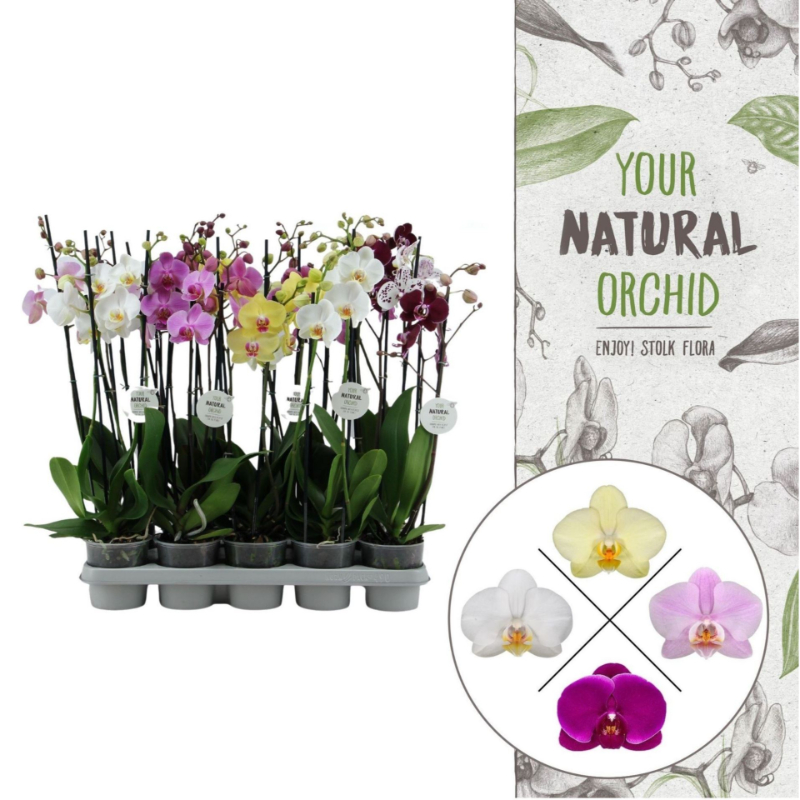 phal-mix-3-branch-mix