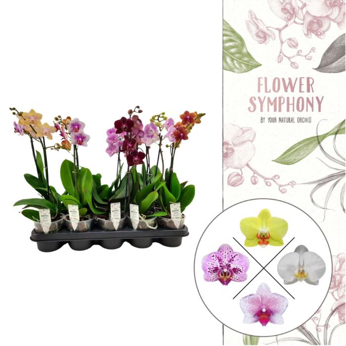 phal-mix-1-branch-flower-symphony-mix