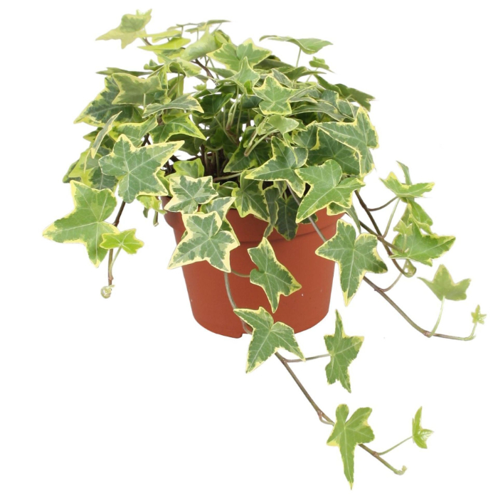 hedera-yellow-green-without-sticker