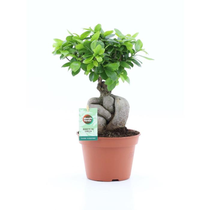 ficus-ginseng-branched-out-root-15x35cm
