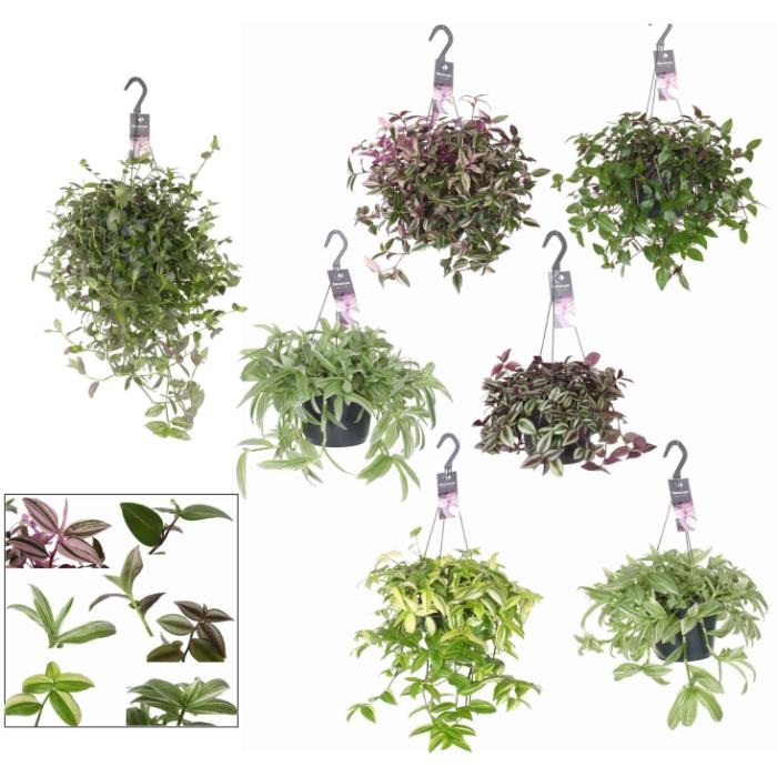 tradescantia-mix-hanging-pot