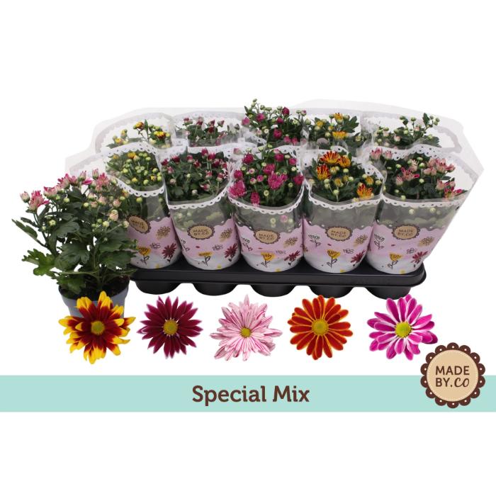 chrysanthemum-special-mix-3pp-phase-2-12x25cm
