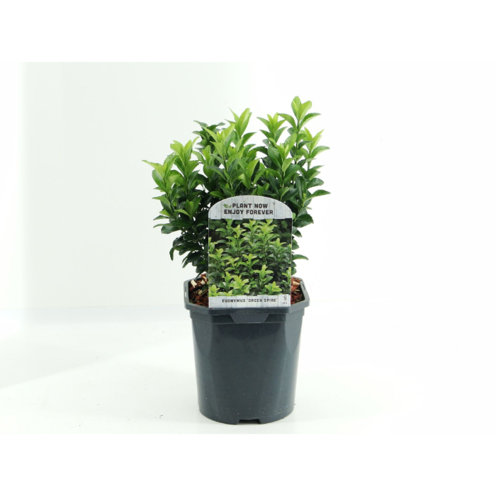 euonymus-jap-green-spire