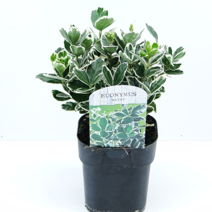 euonymus-jap-kathy-green-spire-2ltr
