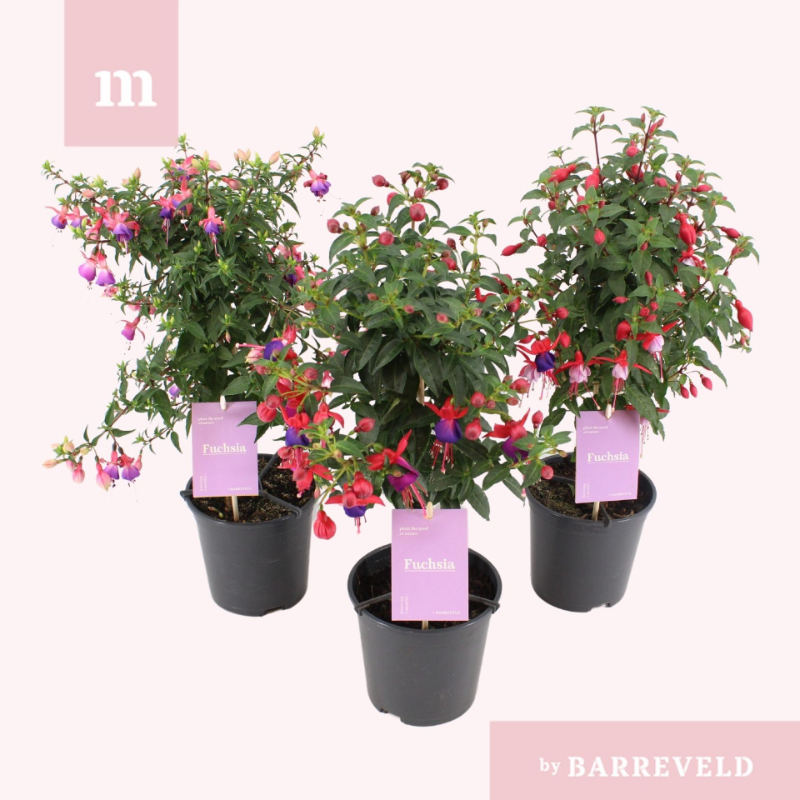 fuchsia-mix-cc-stem