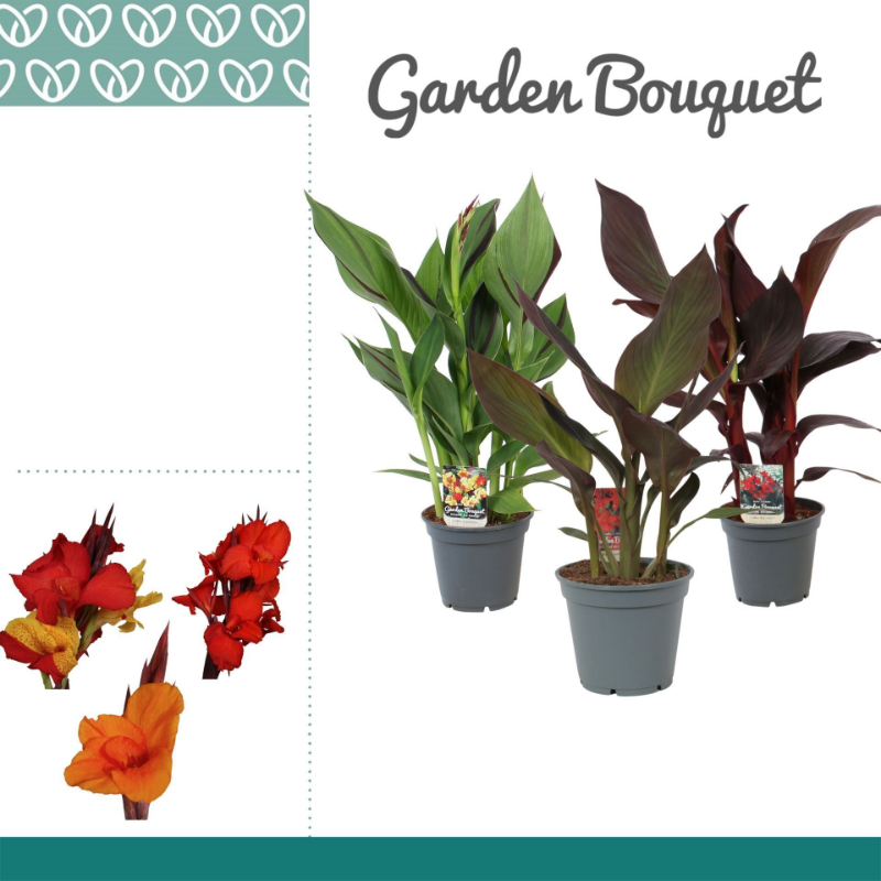 canna-indica-mix-without-flower