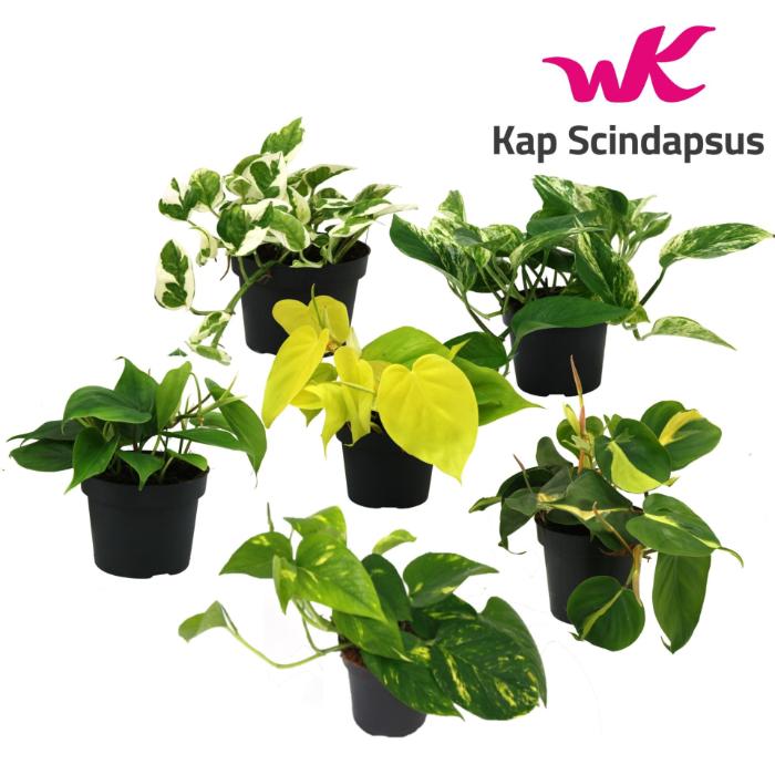 scindapsus-mix-aureum-enjoy-scandens