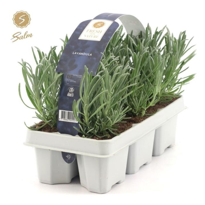 lavandula-angustifolia-6-pack-1x20cm