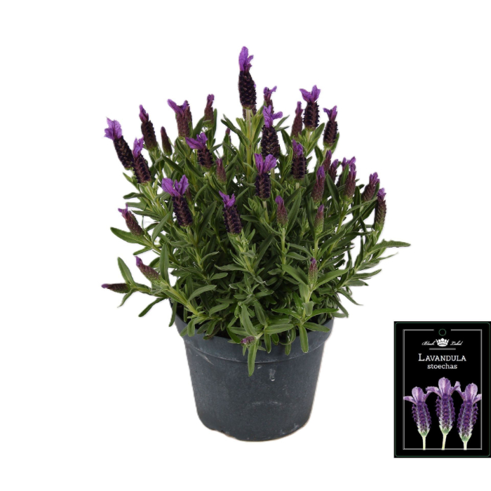 lavandula-stoechas