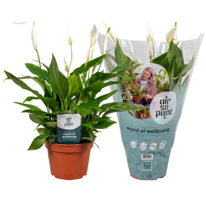 spathiphyllum-pearl-cupido-air-so-pure