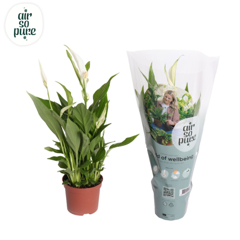 spathiphyllum-pearl-cupido-dobbies