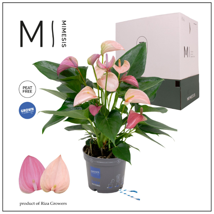 anthurium-joli-duo-mix-eco-box